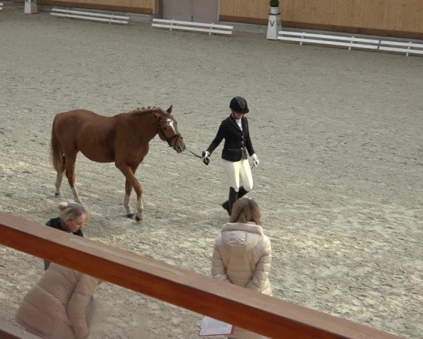 Reitturnier Hamburg-Friedrichshulde/Sylva Kuhrt 2022