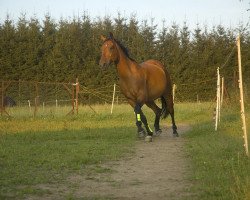 horse Vitelli (German Warmblood, 1995, from Vanvitelli xx)