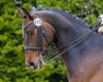 dressage horse Sint Maarten 3 (Oldenburg, 2014, from Scuderia)