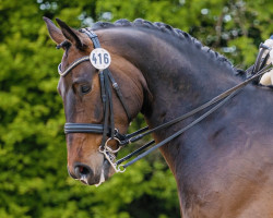 dressage horse Sint Maarten 3 (Oldenburg, 2014, from Scuderia)