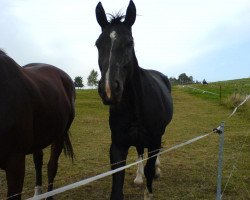 Zuchtstute Alexa (Sächs.-Thür. Schweres Warmbl., 2002, von Gerling)