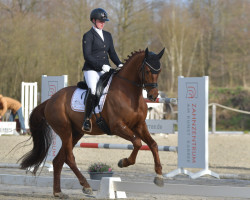 dressage horse Deichhof's Vino Rosso (Hanoverian, 2017, from Viscount 22)