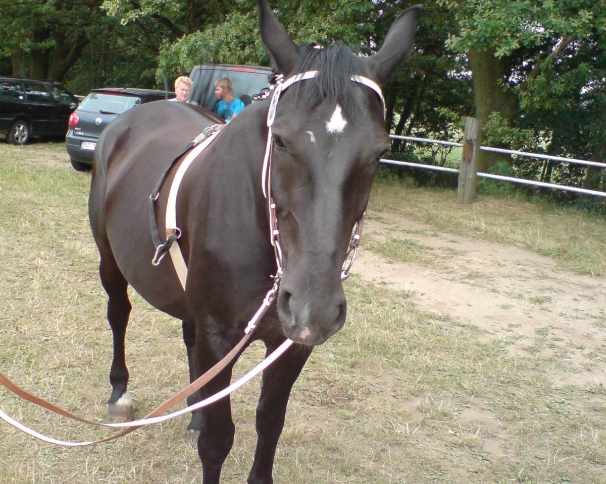 broodmare Amsel (Sachs-door. Heavy Warmbl., 1997, from Elton Mo 1445)