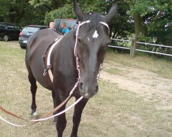 broodmare Amsel (Sachs-door. Heavy Warmbl., 1997, from Elton Mo 1445)