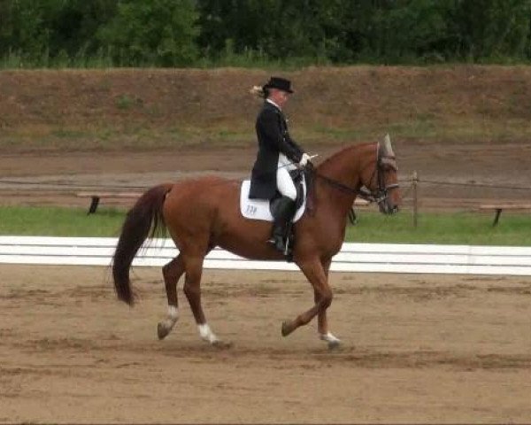 horse Raffaello 32 (Hanoverian, 1999, from Royal Diamond)