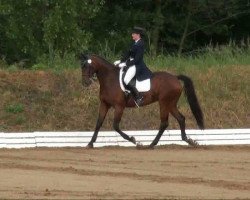 dressage horse Raudi 79 (Sachse, 2000, from Ratero)