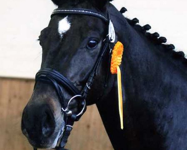 horse Lintas (Holsteiner, 1996, from Libertino I)