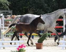 broodmare Lawinia (Westphalian, 2002, from Laomedon)