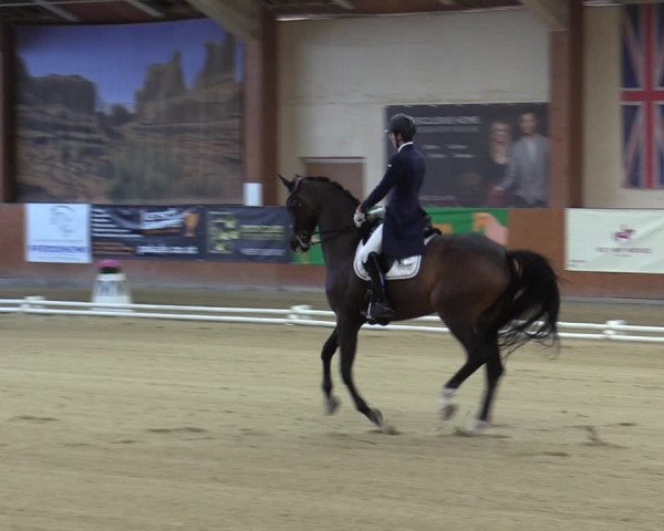 Reitturnier Weikersdorf am Steinfelde 2022