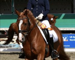 dressage horse Gastana Imperial (Danish Pony, 2013, from Aberlour Goodwyn)