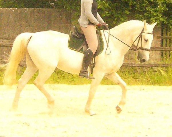 horse Pavlina (Lipizzaner, 1992)