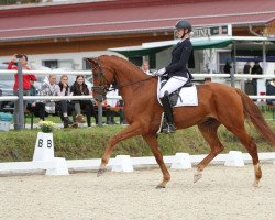 dressage horse Franz - Ferdinand (Oldenburg, 2015, from Fashion Maker)