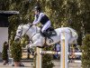 jumper Stanford FJ (Welsh-Pony (Section B), 2013, from Santiago)