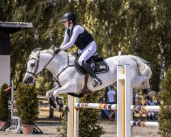 jumper Stanford FJ (Welsh Pony (Sek.B), 2013, from Santiago)