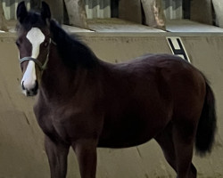 Springpferd Hello Quinni‘s second Chance (Westfale, 2022, von Deville 4)