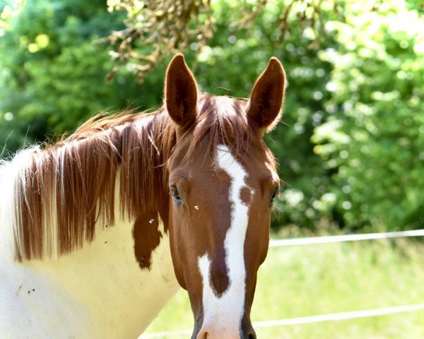 horse Spartacus (KWPN (Royal Dutch Sporthorse), 2018)