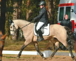 jumper Sternbergs Laro (Connemara Pony, 2013, from El Larry II)