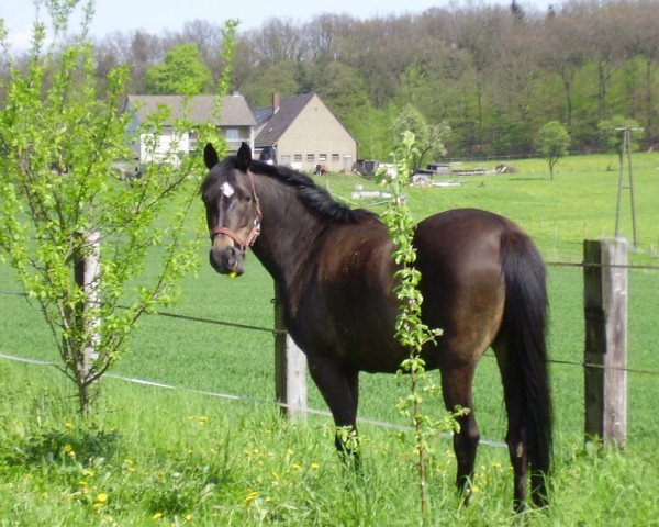 broodmare Naomi (German Riding Pony, 1995, from Nantano)