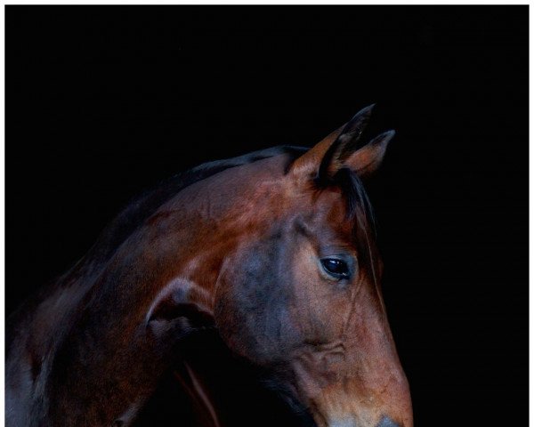 jumper Cinnamon Girl (Hanoverian, 2005, from Converter)