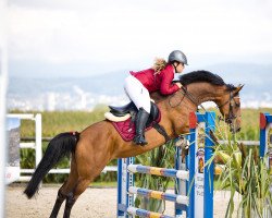 jumper Calinka IX (KWPN (Royal Dutch Sporthorse), 2010, from Unbekannt NL)