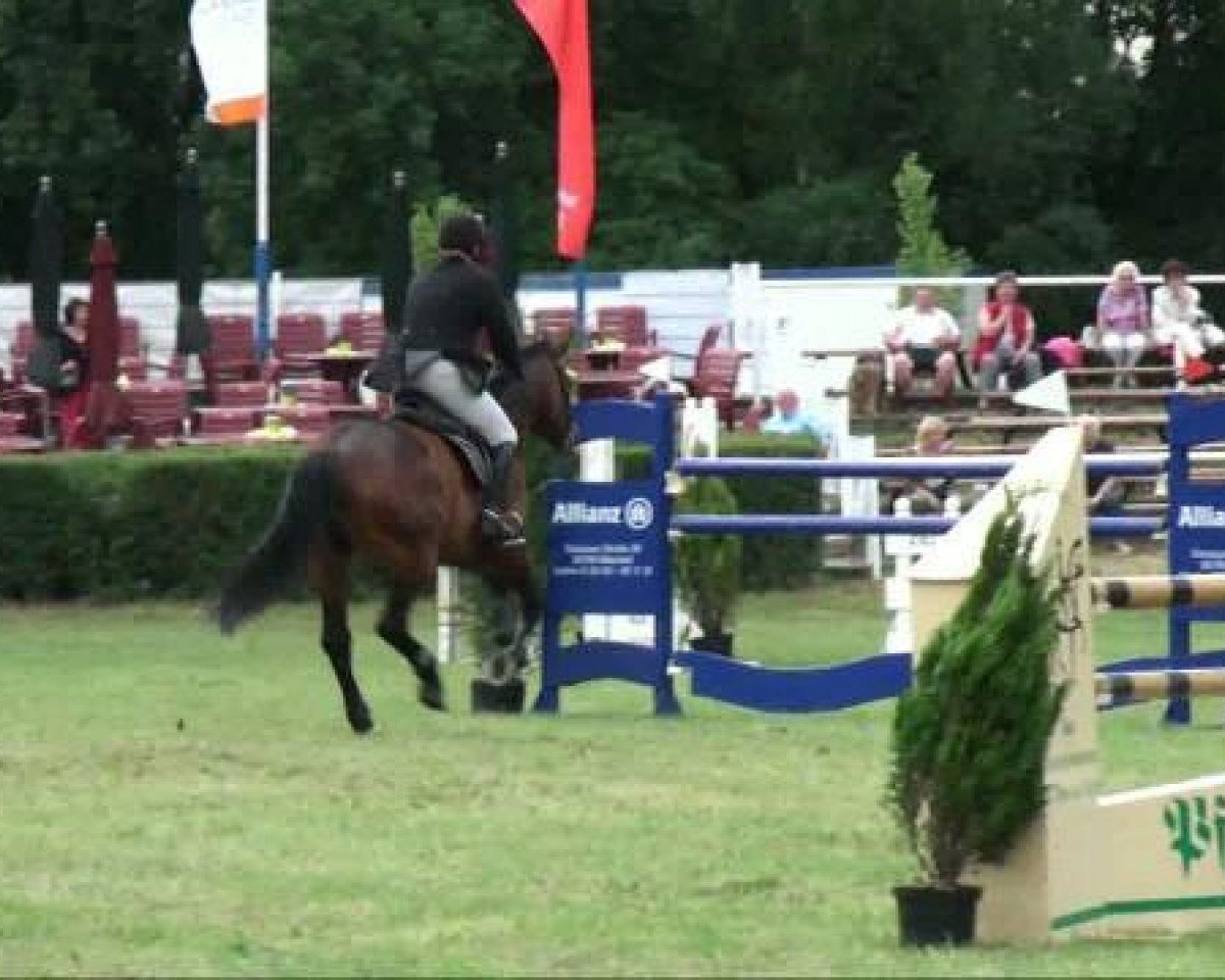 jumper Call me lion, Calmeleon (Oldenburg show jumper, 2004, from Colander)