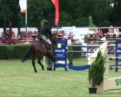 jumper Call me lion, Calmeleon (Oldenburg show jumper, 2004, from Colander)