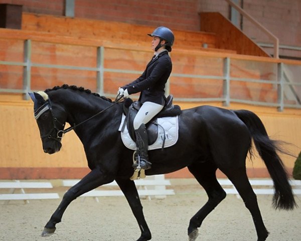 dressage horse Hermes 128 (Hanoverian, 2005, from His Highness)