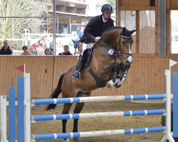 jumper Tomm S Campino H (German Sport Horse, 2006, from Chequille 2)