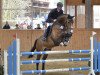 jumper Tomm S Campino H (German Sport Horse, 2006, from Chequille 2)