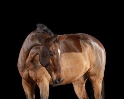 dressage horse Lucky Time 4 (Oldenburg, 2005, from Laurentio)