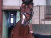 stallion Marsstern (German Riding Pony, 1991, from Marsvogel xx)