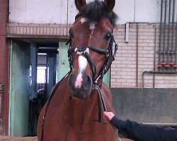 stallion Marsstern (German Riding Pony, 1991, from Marsvogel xx)