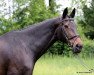 horse Georgina 108 (Württemberger, 1995, from Gardez)