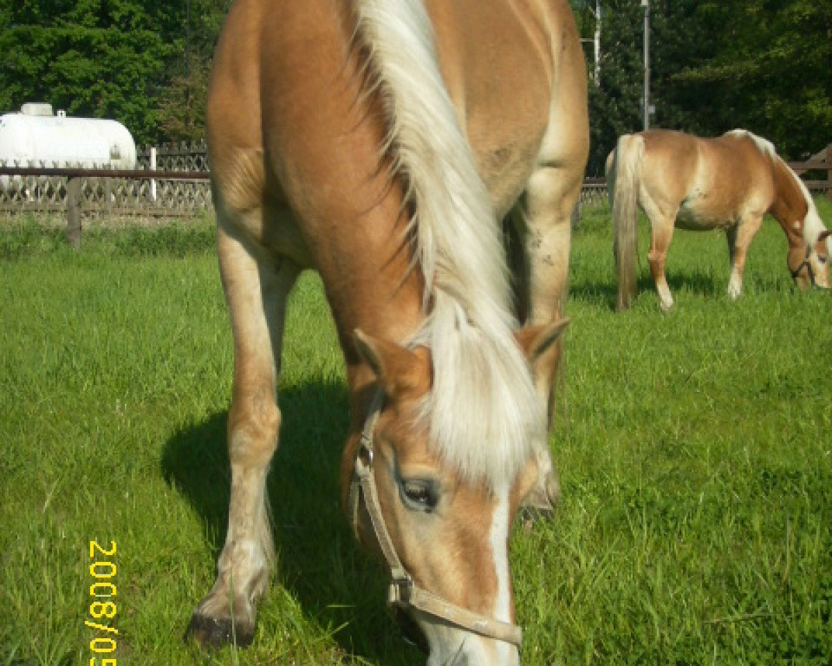 broodmare A little bit of Blond (Haflinger, 1999, from Abydos II)