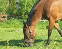 broodmare Ravena (Pinto / Small Riding Horse, 1995, from Tl Cats Avenger)