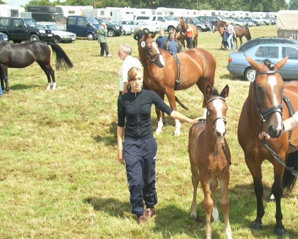 dressage horse Run For Fun (Westphalian, 2008, from Rock Forever NRW)