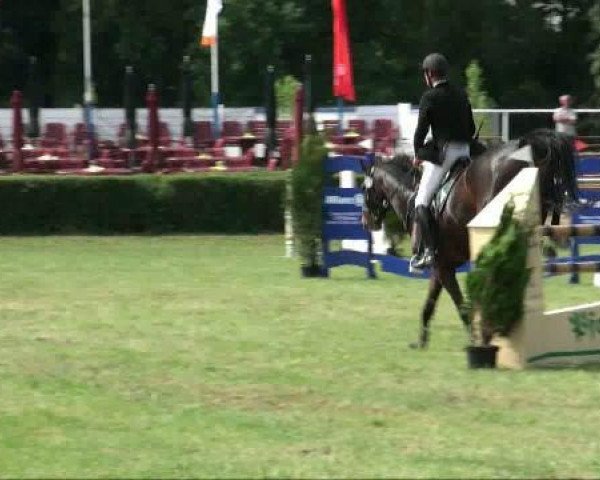 jumper Lomitas 23 (German Sport Horse, 2003, from Liberty Son)