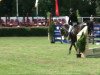 jumper Lomitas 23 (German Sport Horse, 2003, from Liberty Son)