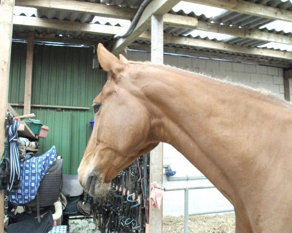 dressage horse Rouge (Rhinelander,  , from Rheingau)