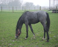 broodmare Carla 163 (Holsteiner, 2010, from Cassini II)