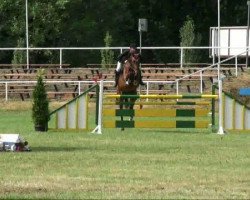 dressage horse Quando 22 (Saxony-Anhaltiner, 1999, from Quality Boy)