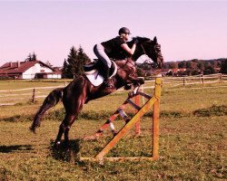 dressage horse Dunlord (Bavarian, 1999, from Dunhill)