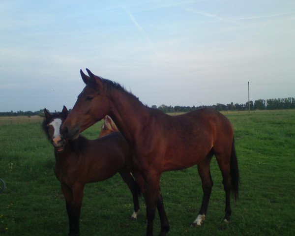 broodmare Louinee (German Sport Horse, 2009, from Levistano)