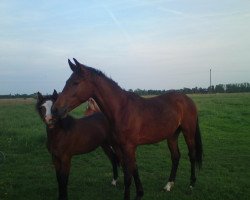 Zuchtstute Louinee (Deutsches Sportpferd, 2009, von Levistano)