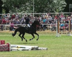 broodmare Charisma B (Hanoverian, 2004, from Conteur)