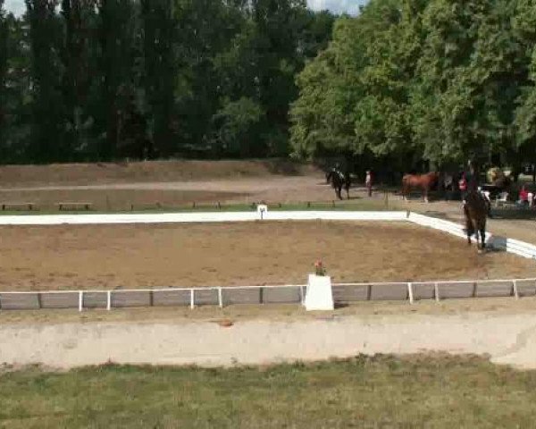 dressage horse Slumdog Millionaire (Westphalian, 2007, from Showmaker)