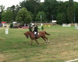 jumper Basu's Aglaia (German Sport Horse, 2005, from Balou du Rouet)