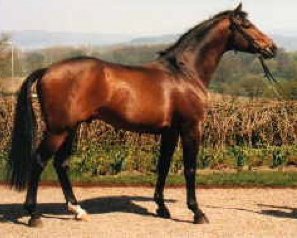 horse Arogno (Trakehner, 1976, from Flaneur)