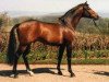 horse Arogno (Trakehner, 1976, from Flaneur)