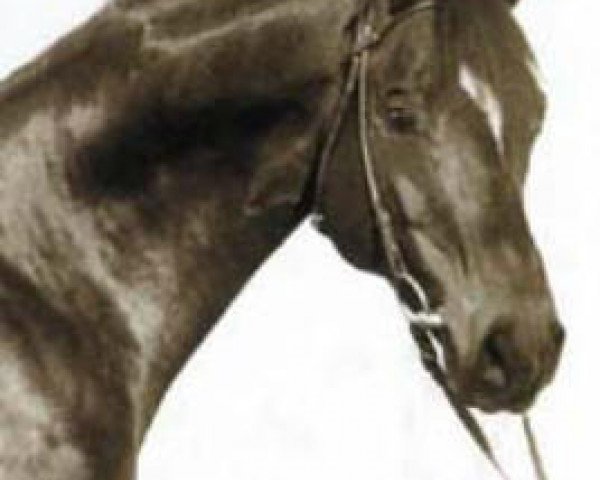 horse Flaneur (Trakehner, 1965, from Maharadscha)